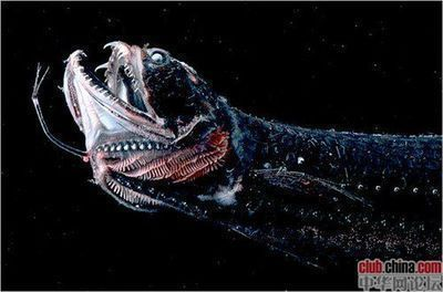 龍魚驅蟲用什么藥比較好vs祥龍魚場：自制龍魚驅蟲藥方 龍魚驅蟲用什么藥比較好vs祥龍魚場：自制龍魚驅蟲藥方 vs祥龍魚場 第3張