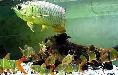 龍魚缸的水位多少合適vs祥龍魚場：祥龍魚缸水位控制在30到50厘米之間是最合適的