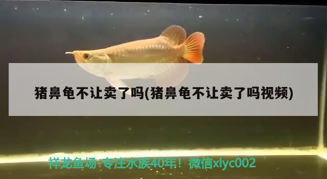 豬鼻龜不讓賣了嗎(豬鼻龜不讓賣了嗎視頻)