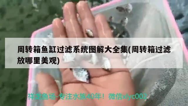 周轉箱魚缸過濾系統圖解大全集(周轉箱過濾放哪里美觀)