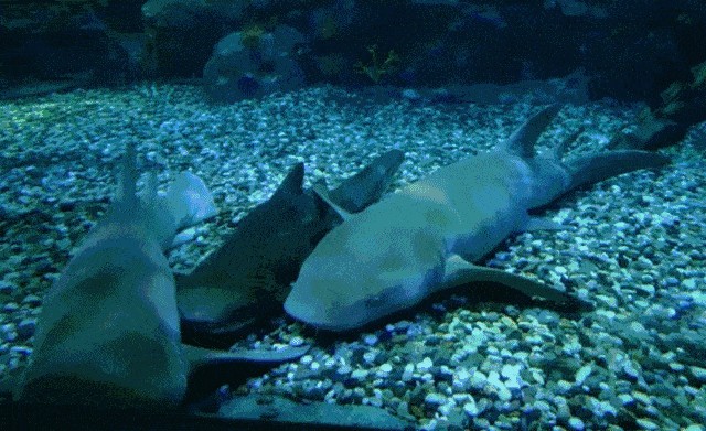 攀枝花水族館vs祥龍魚場（攀枝花水族館位于四川省攀枝花市）