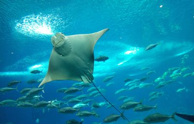 攀枝花水族館vs祥龍魚場（攀枝花水族館位于四川省攀枝花市）