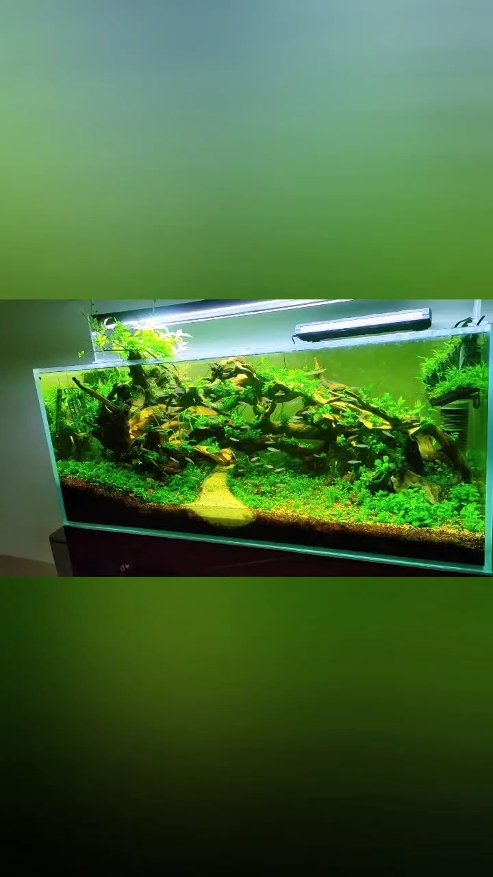 水榕再加點小燈魚搞定