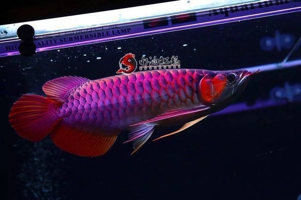 龍魚身上起白點怎么治？vs祥龍魚場：龍魚白點病的自然療法