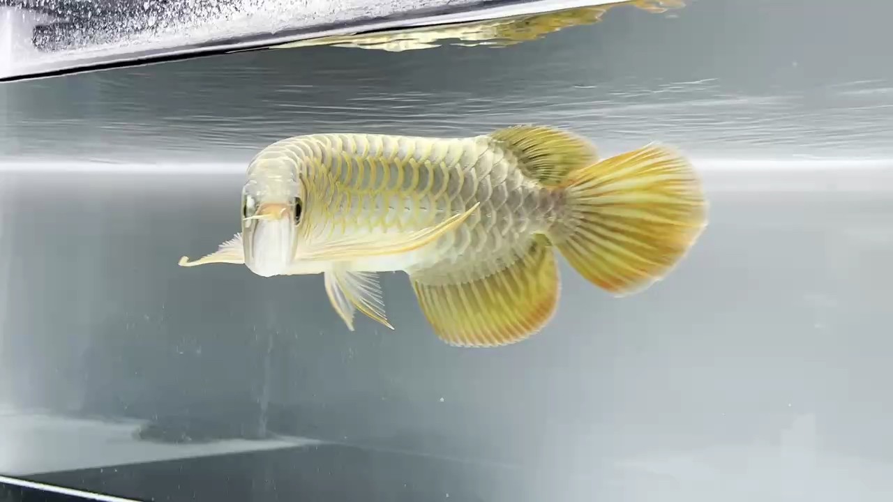 紅龍半年表現