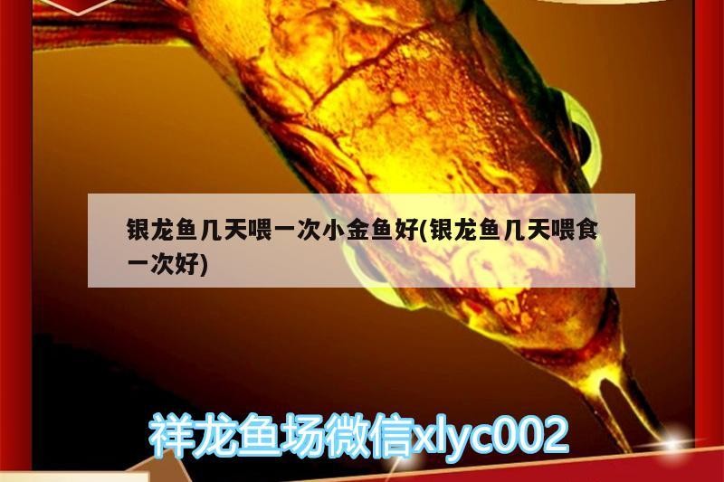 銀龍魚幾天喂一次小金魚好(銀龍魚幾天喂食一次好)