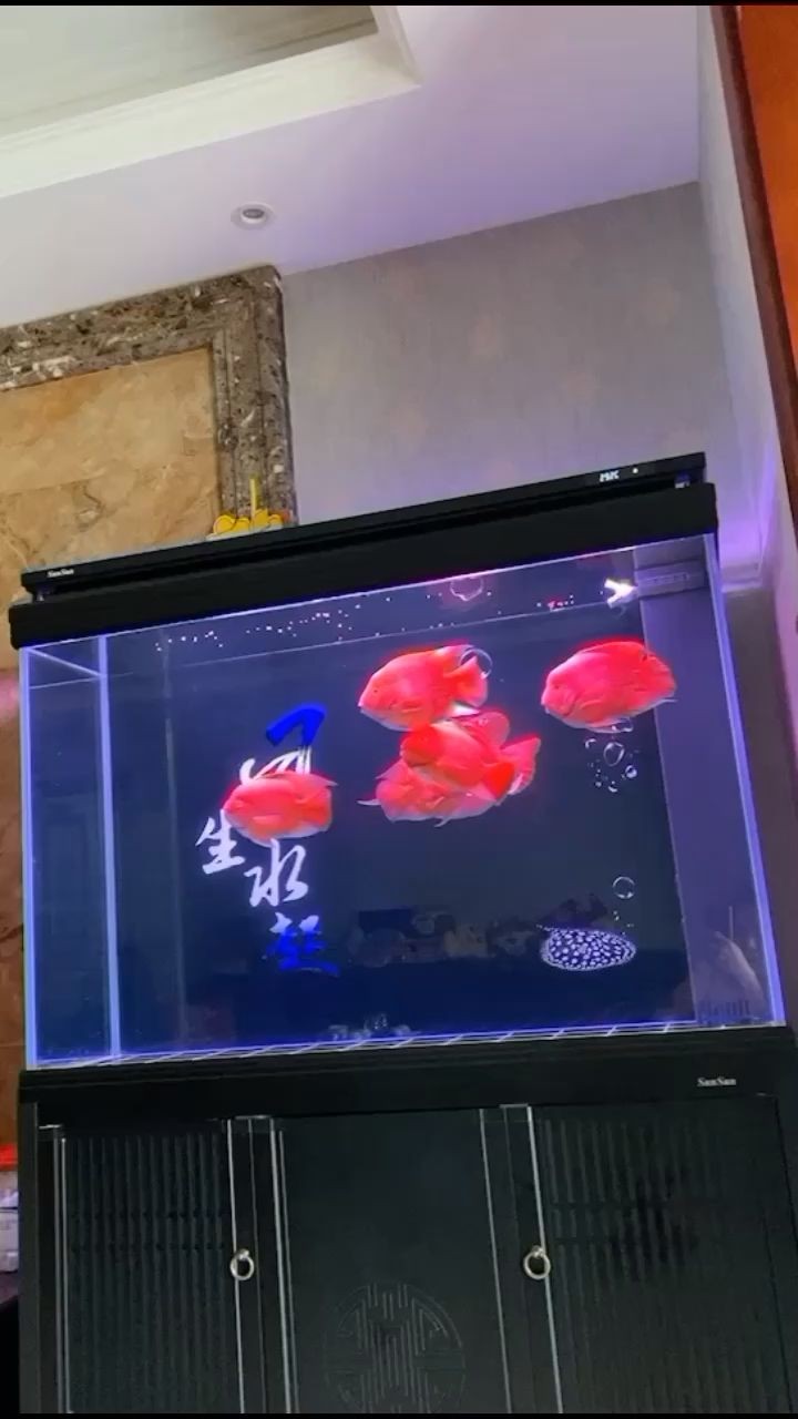 吉林市船營區鳴亮聯創魚缸店