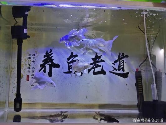 老魚匠智能插排s8為什么掃不到老魚匠的app上架