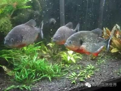 虎魚需要的溫度：虎魚的溫度需求是復雜的話題，