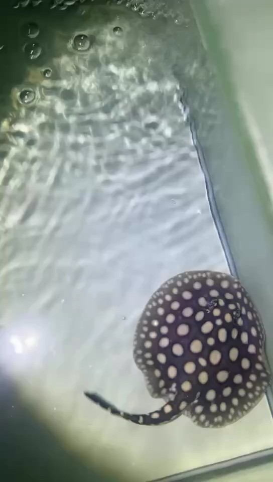 純血皇冠 純血皇冠 龍魚論壇