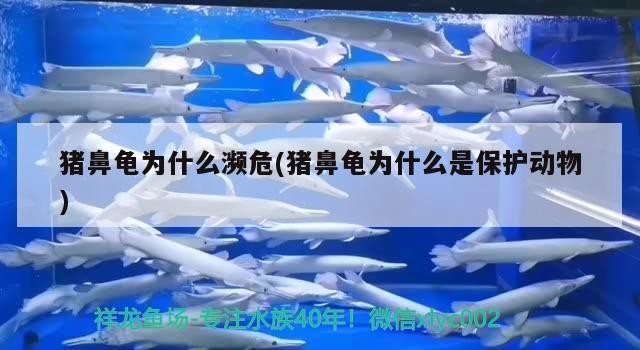 豬鼻龜為什么瀕危(豬鼻龜為什么是保護動物)