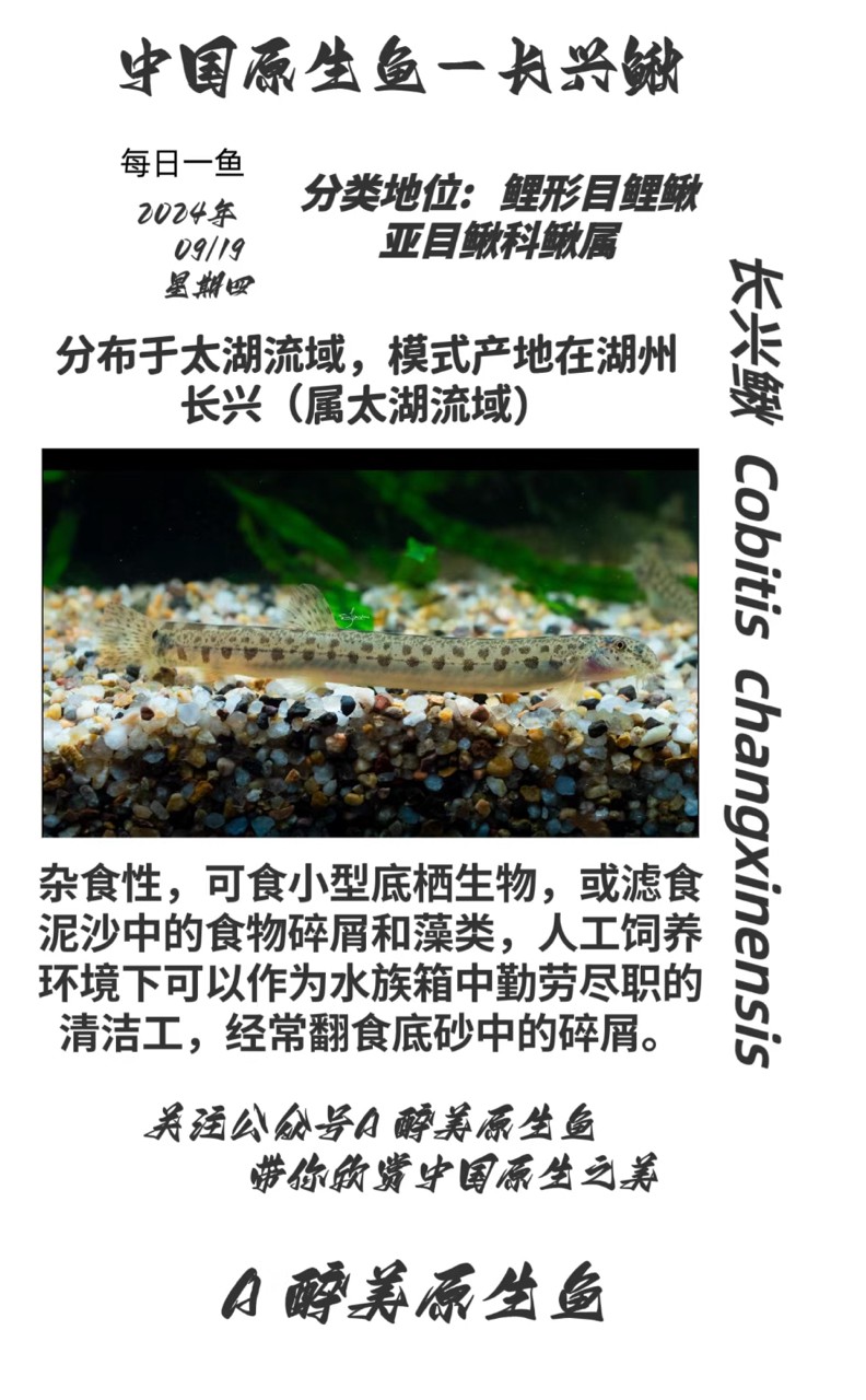 長興鰍
