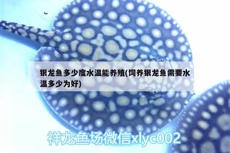 銀龍魚多少度水溫能養殖(飼養銀龍魚需要水溫多少為好)