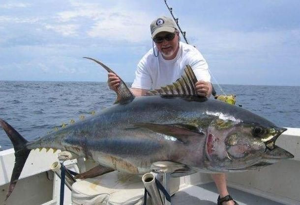 海底飛龍魚刺身