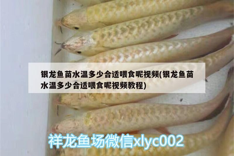 銀龍魚苗水溫多少合適喂食呢視頻(銀龍魚苗水溫多少合適喂食呢視頻教程)