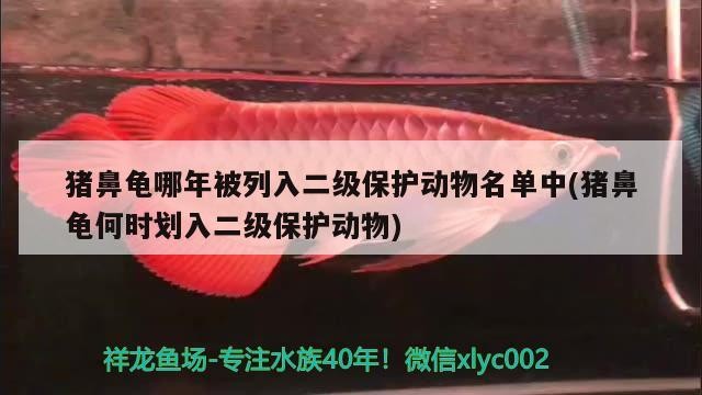 豬鼻龜哪年被列入二級保護動物名單中(豬鼻龜何時劃入二級保護動物)