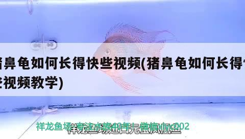 豬鼻龜如何長得快些視頻(豬鼻龜如何長得快些視頻教學)