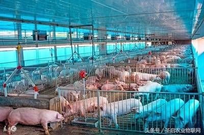 魟魚適合和什么一起養殖：魟魚可以與多種魚類混養，但需要注意水質和溫度的控制