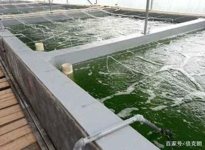 魟魚適合和什么一起養殖：魟魚可以與多種魚類混養，但需要注意水質和溫度的控制