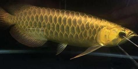 龍魚趴缸底不動怎么回事vs祥龍魚場：如何預(yù)防龍魚趴缸底