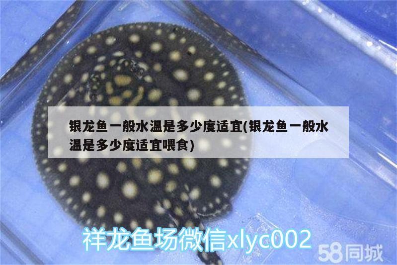 銀龍魚一般水溫是多少度適宜(銀龍魚一般水溫是多少度適宜喂食)