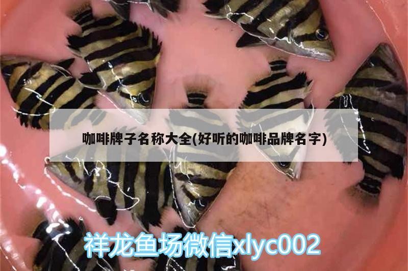咖啡牌子名稱大全(好聽(tīng)的咖啡品牌名字)