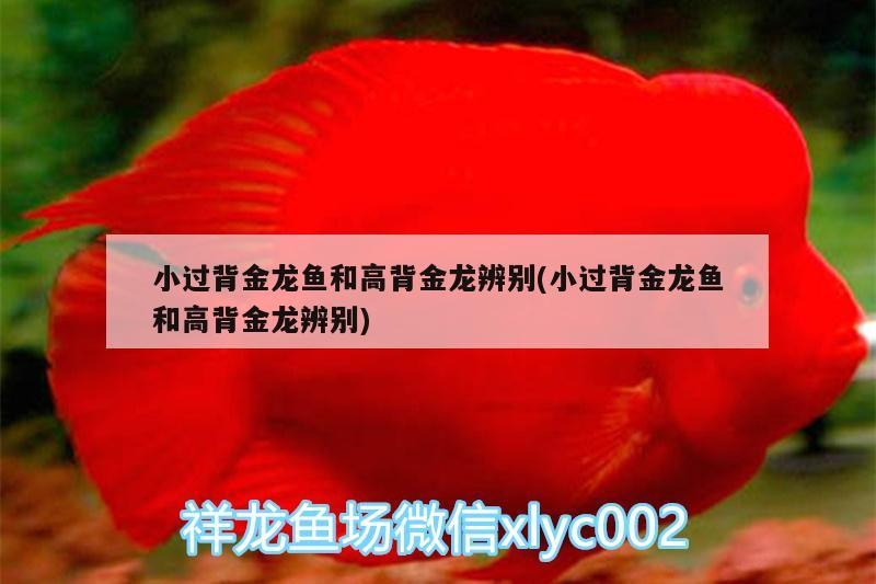小過背金龍魚和高背金龍辨別(小過背金龍魚和高背金龍辨別)