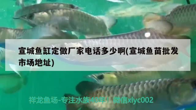 宣城魚缸定做廠家電話多少啊(宣城魚苗批發市場地址) 宣城魚缸定做廠家電話多少啊(宣城魚苗批發市場地址) 金龍魚百科