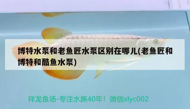 博特水泵和老魚匠水泵區別在哪兒(老魚匠和博特和酷魚水泵)