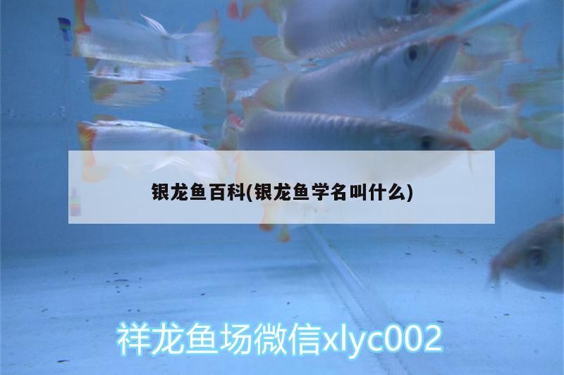 銀龍魚(yú)百科(銀龍魚(yú)學(xué)名叫什么)