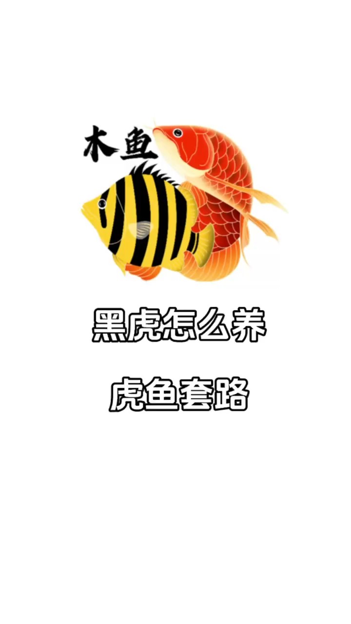 套路來了