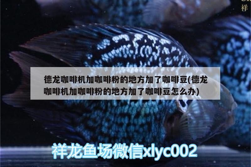 德龍咖啡機加咖啡粉的地方加了咖啡豆(德龍咖啡機加咖啡粉的地方加了咖啡豆怎么辦)