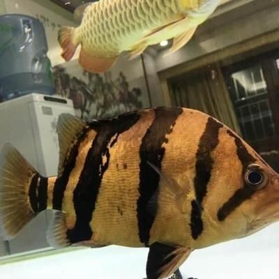 印尼虎魚飼養技巧：印尼虎魚飼養技巧：印尼虎魚的飼養環境對其健康和生長至關重要