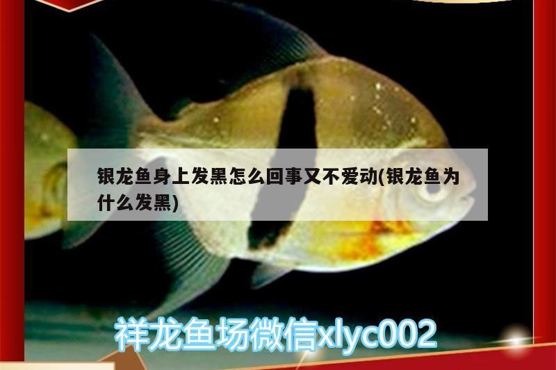 銀龍魚身上發黑怎么回事又不愛動(銀龍魚為什么發黑)