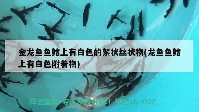 金龍魚魚鰭上有白色的絮狀絲狀物(龍魚魚鰭上有白色附著物)