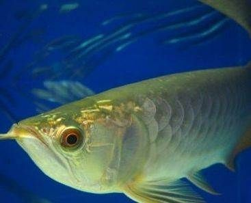 新鄉龍魚vs祥龍魚場（探討新鄉龍魚與祥龍魚場的差異之前，我們需要明確兩個概念）