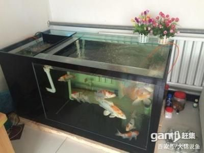 1.8米魚缸養多少錦鯉：1.8米的魚缸養多少錦鯉