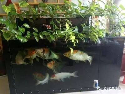 1.8米魚缸養多少錦鯉：1.8米的魚缸養多少錦鯉