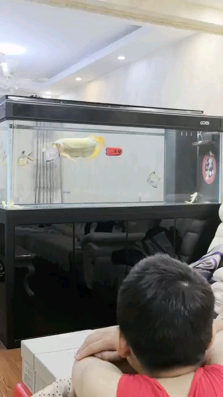 看看我的龍會不會叫