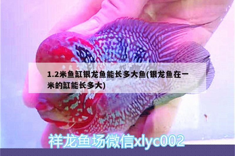 1.2米魚缸銀龍魚能長多大魚(銀龍魚在一米的缸能長多大)