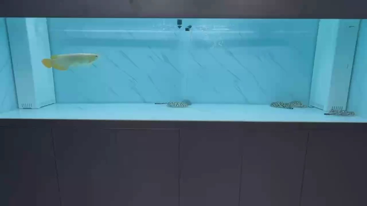 四只魟魚好玩，悠悠蕩蕩。[呲牙][呲牙]