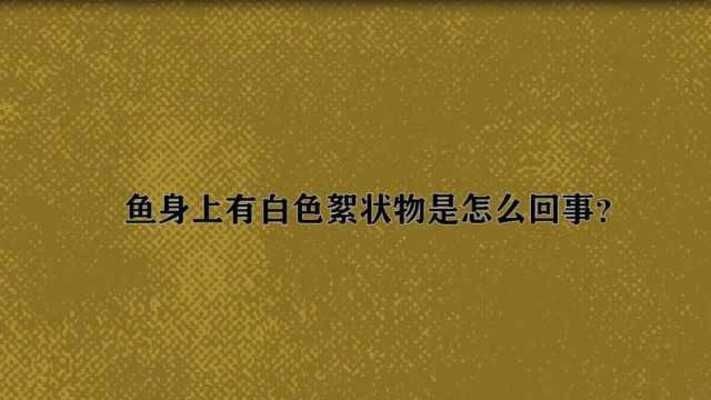 魟魚拉的白色絮狀物是什么原因造成的：魟魚排出白色絮狀物是什么原因造成的