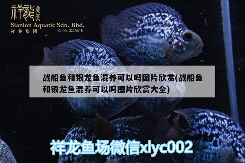 戰船魚和銀龍魚混養可以嗎圖片欣賞(戰船魚和銀龍魚混養可以嗎圖片欣賞大全)
