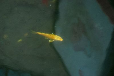 40高的魚缸可以養什么魚：40厘米高的魚缸適合養什么魚？