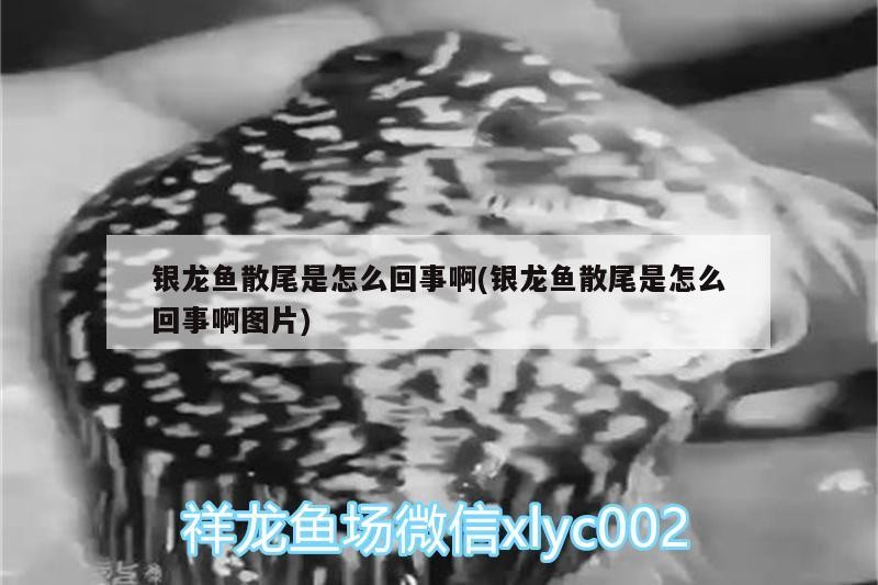 銀龍魚散尾是怎么回事啊(銀龍魚散尾是怎么回事啊圖片)