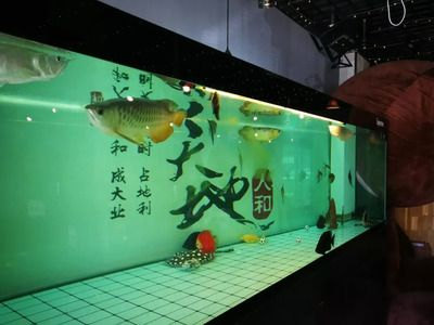 營口水族館vs祥龍魚場（營口水族館和祥龍魚場有什么區別？）