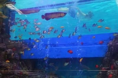 營口水族館vs祥龍魚場（營口水族館和祥龍魚場有什么區別？）