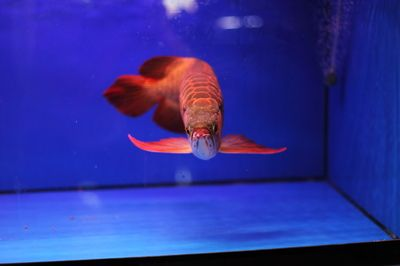 紅龍魚為什么總在缸底游動：紅龍魚總在缸底游動可能是由多種因素引起的，紅龍魚缸底探索行為解析