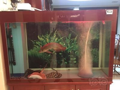 紅龍魚為什么總在缸底游動：紅龍魚總在缸底游動可能是由多種因素引起的，紅龍魚缸底探索行為解析