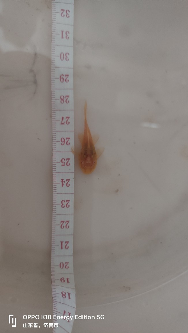 買了四條小胡子魚